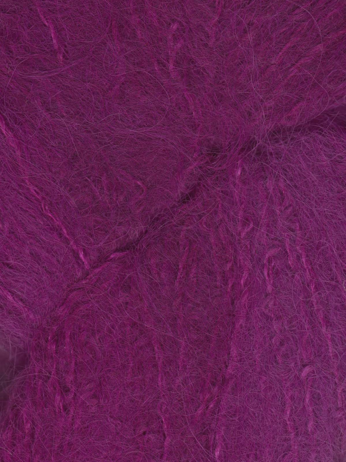 cineraria